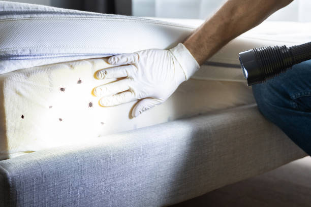 Best Termite Control Services  in Ller, WA