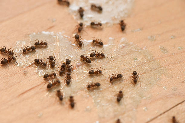 Pest Control for Restaurants in Waller, WA