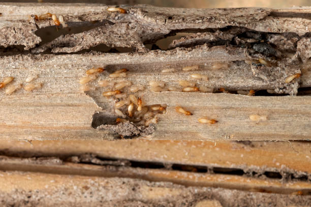 Best Best Pest Control Companies  in Ller, WA